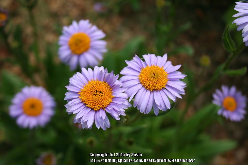 Photo of East Indies Aster (Aster tongolensis 'Wartburg Star') uploaded by 4susiesjoy