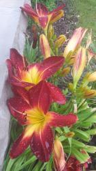 Thumb of 2015-07-09/DogsNDaylilies/0f8ca7