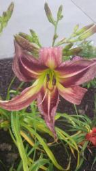 Thumb of 2015-07-09/DogsNDaylilies/3f14df