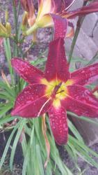 Thumb of 2015-07-09/DogsNDaylilies/4fc331
