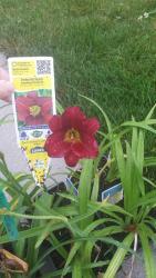 Thumb of 2015-07-09/DogsNDaylilies/bd4664