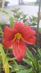 Thumb of 2015-07-09/DogsNDaylilies/ce9f30