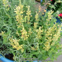Location: My garden in Kentucky
Date: 2015-06-23
Love this beautiful Agastache!