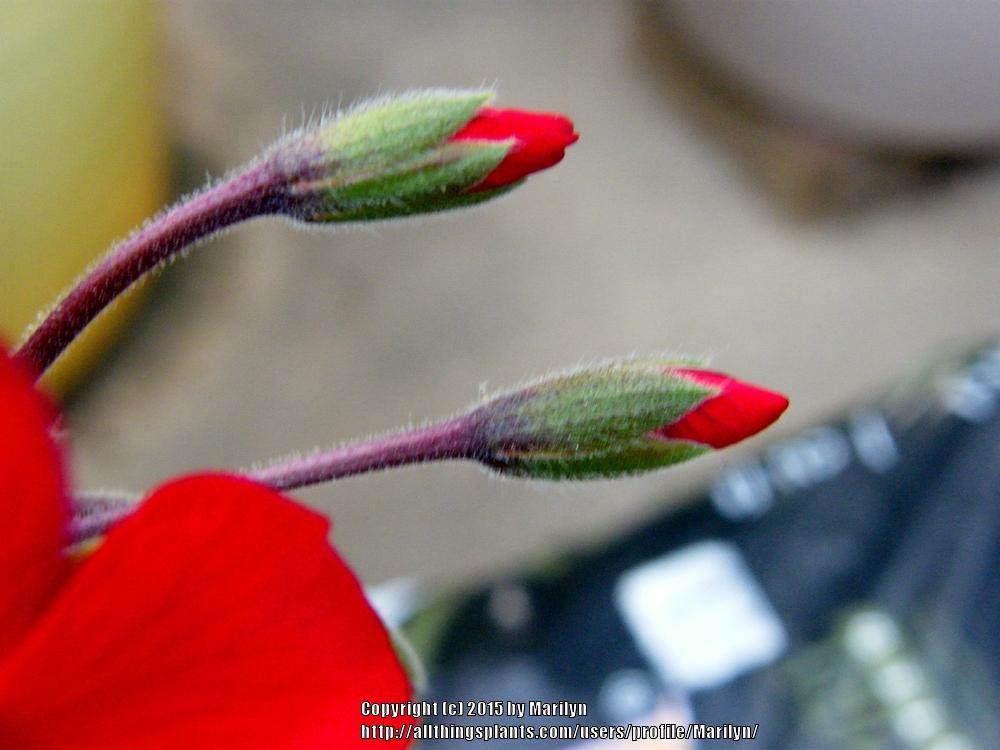 Photo of Storksbill (Pelargonium Caliente® Fire '09) uploaded by Marilyn