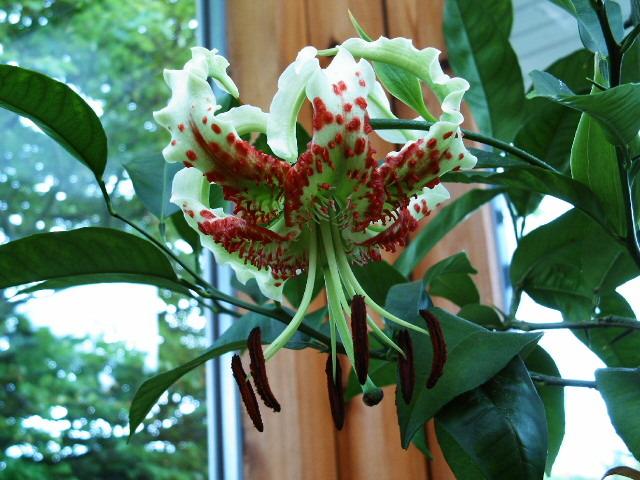 Photo of Showy Lily (Lilium speciosum var. gloriosoides) uploaded by admin