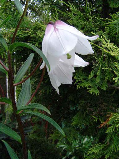 Photo of Lily (Lilium mackliniae) uploaded by admin