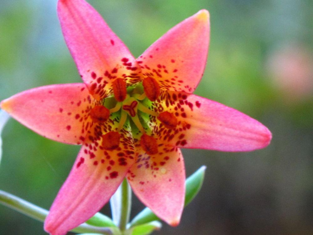 Photo of Lily (Lilium bolanderi) uploaded by admin