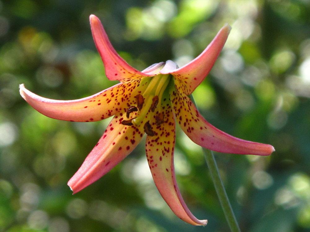 Photo of Lily (Lilium bolanderi) uploaded by admin