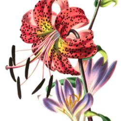 
Lilium lancifolium Louisa Anne Meredith 1836