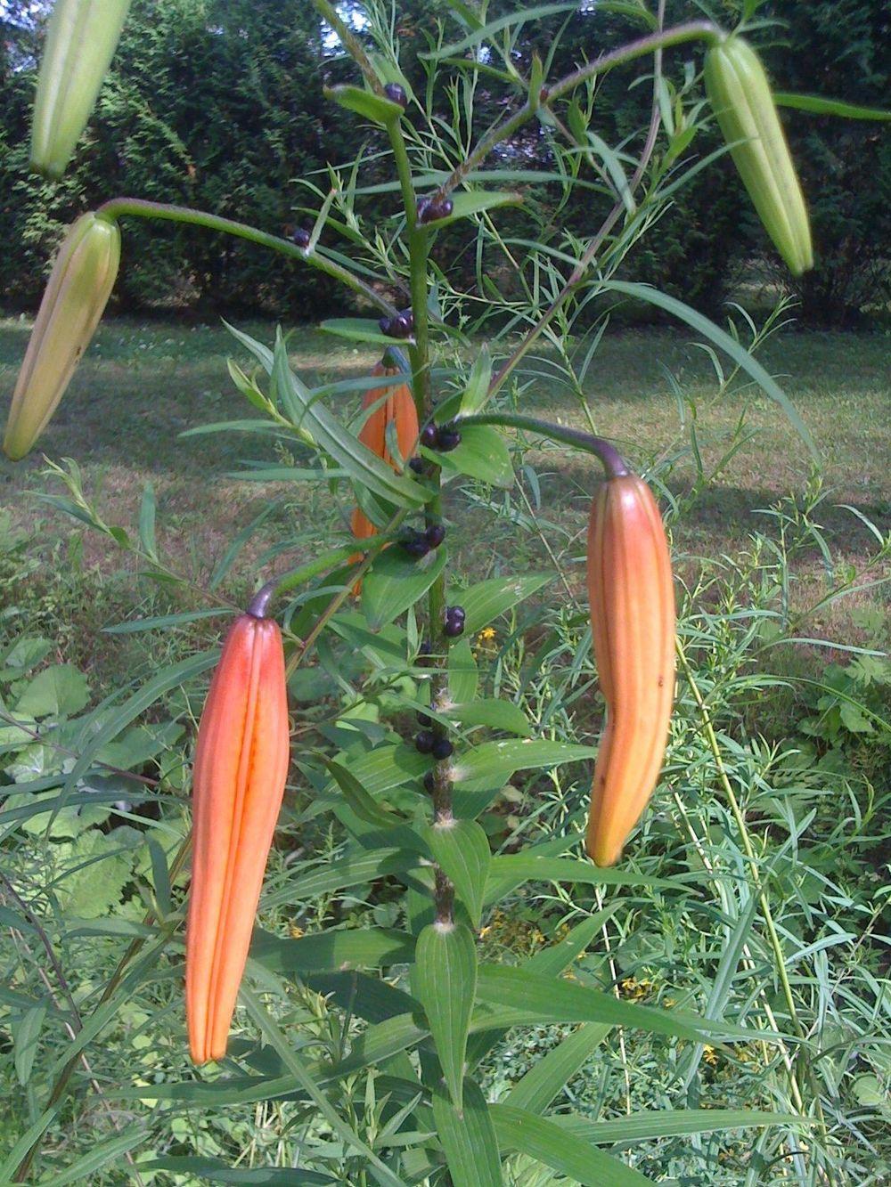 Photo of Tiger Lily (Lilium lancifolium) uploaded by admin