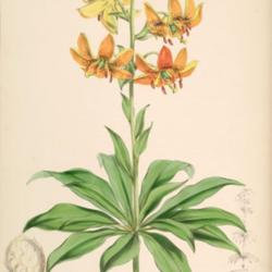 
Lilium hansonii A monograph of the genus Lilium; illustrated by W