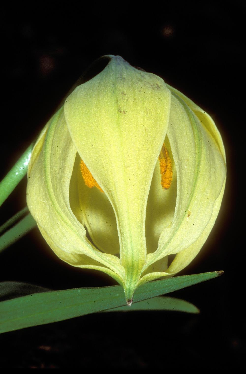 Photo of Lily (Lilium lophophorum) uploaded by admin