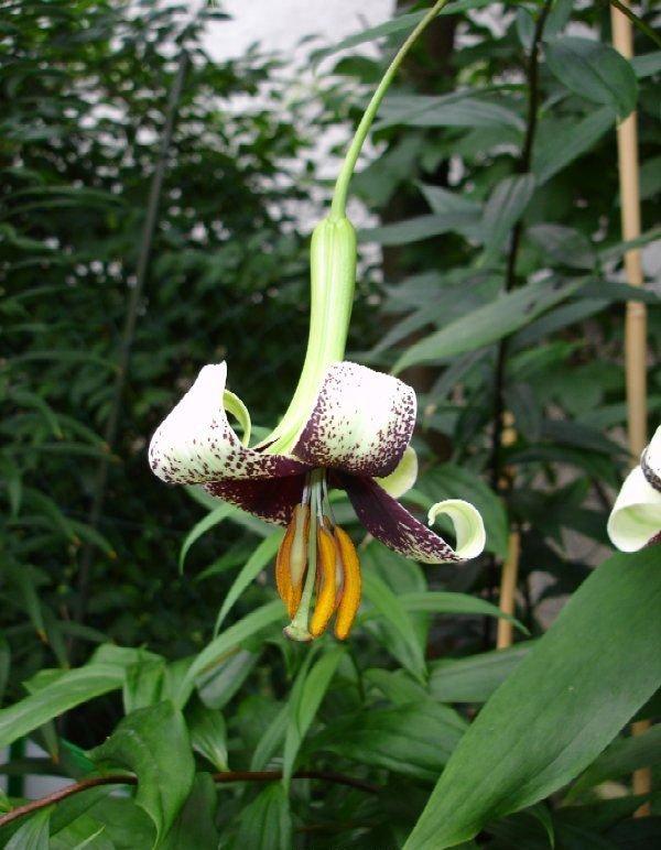 Photo of Lily (Lilium primulinum var. ochraceum) uploaded by admin