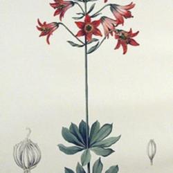
Date: 2003-11-20
Lilium bolanderi Lithographie von Henry John Elwes (1846-1922) au