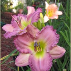 Location: Sebastian, Florida
Date: 2015-07-07
These blooms on this daylily cultivar are beautiful. It also has 