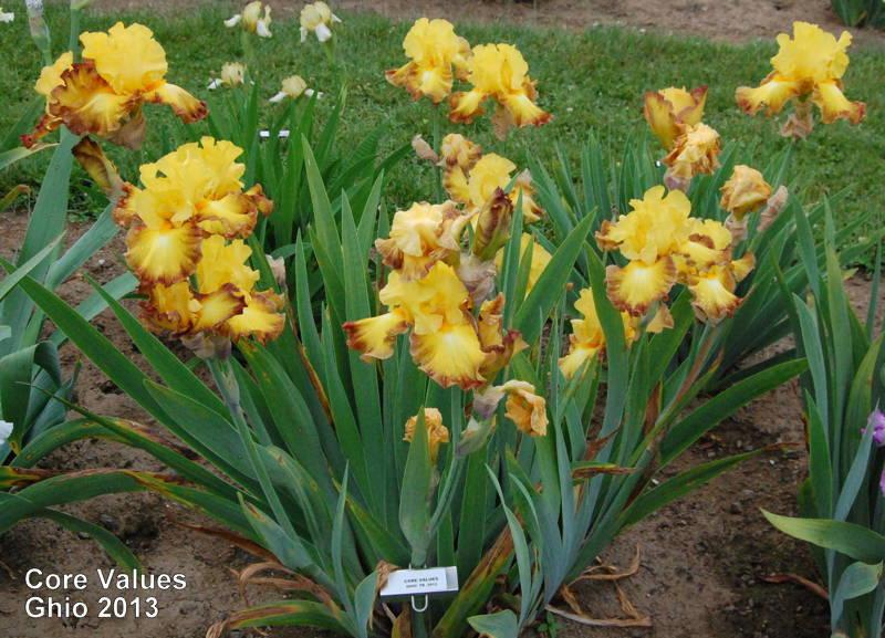 Photo of Tall Bearded Iris (Iris 'Core Values') uploaded by coboro