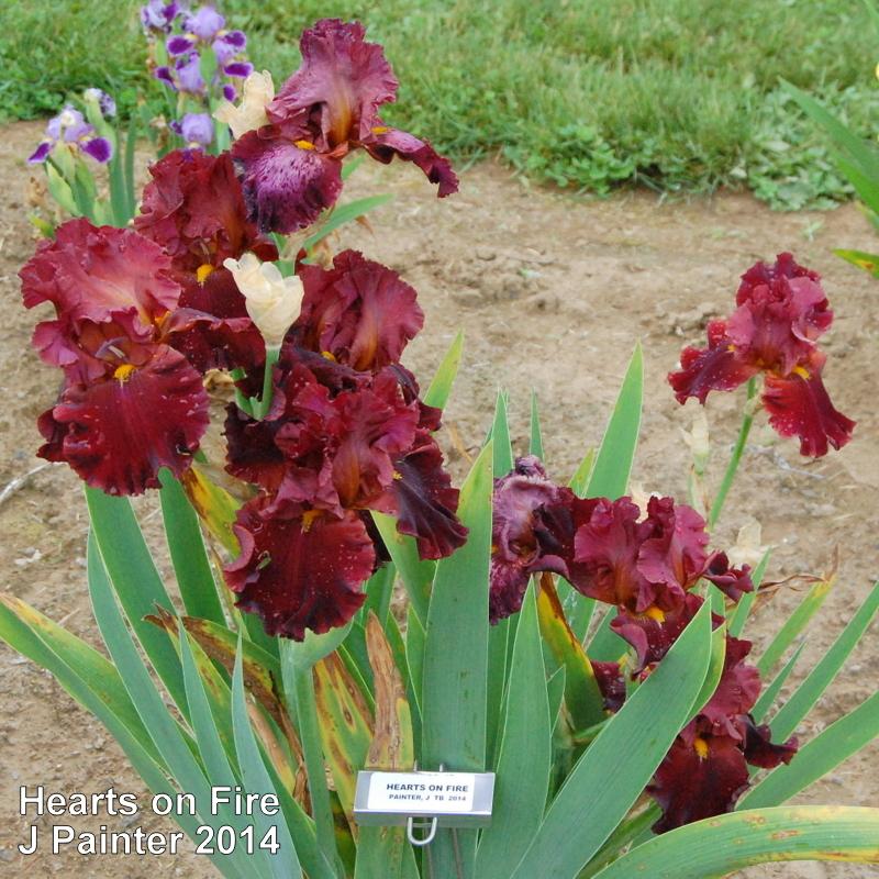 Photo of Tall Bearded Iris (Iris 'Hearts on Fire') uploaded by coboro