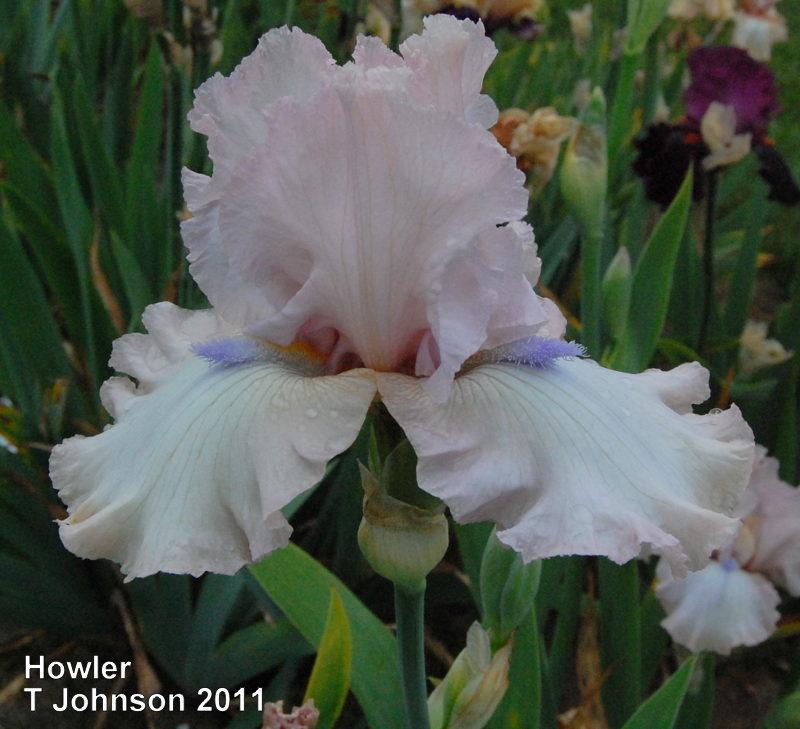 Photo of Tall Bearded Iris (Iris 'Howler') uploaded by coboro