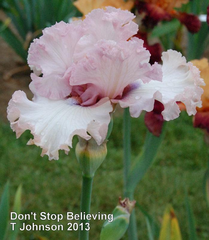 Photo of Tall Bearded Iris (Iris 'Don't Stop Believing') uploaded by coboro