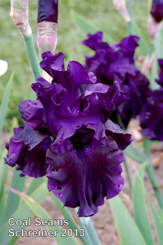 Photo of Tall Bearded Iris (Iris 'Coal Seams') uploaded by coboro