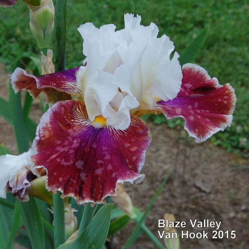 Photo of Tall Bearded Iris (Iris 'Blaze Valley') uploaded by coboro
