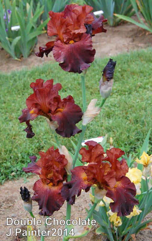Photo of Tall Bearded Iris (Iris 'Double Chocolate') uploaded by coboro