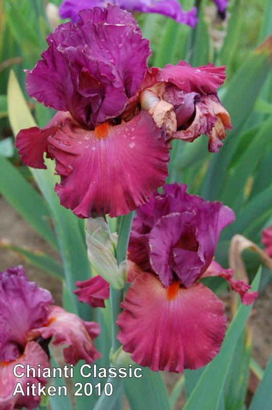 Photo of Tall Bearded Iris (Iris 'Chianti Classic') uploaded by coboro