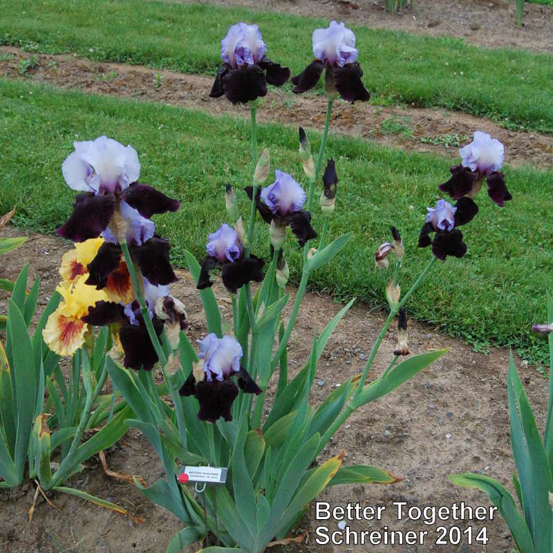 Photo of Tall Bearded Iris (Iris 'Better Together') uploaded by coboro