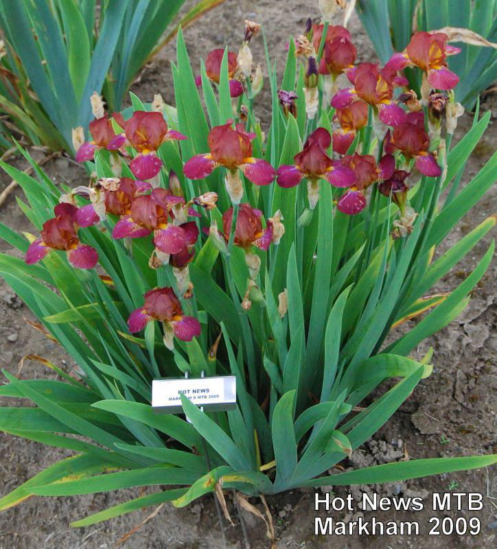 Photo of Miniature Tall Bearded Iris (Iris 'Hot News') uploaded by coboro