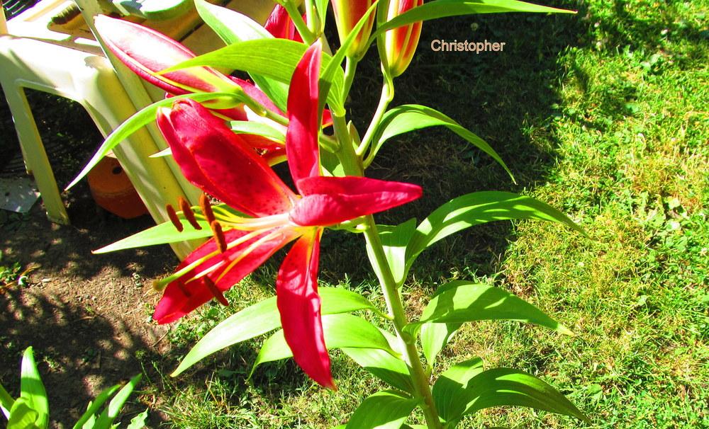 Photo of Lily (Lilium 'Christopher') uploaded by jmorth