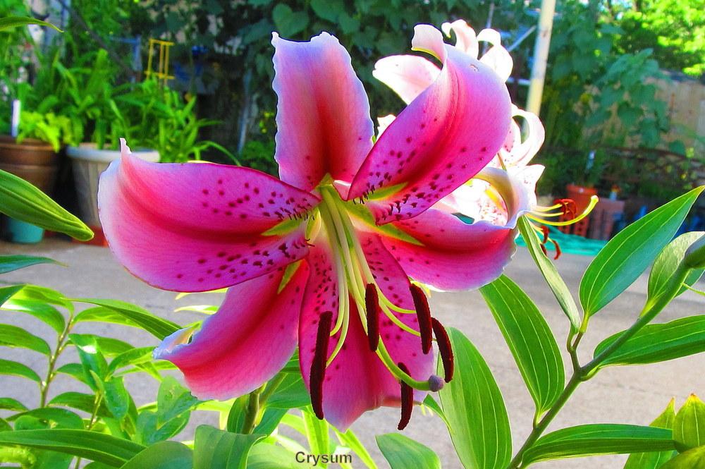 Photo of Lily (Lilium 'Chysum') uploaded by jmorth