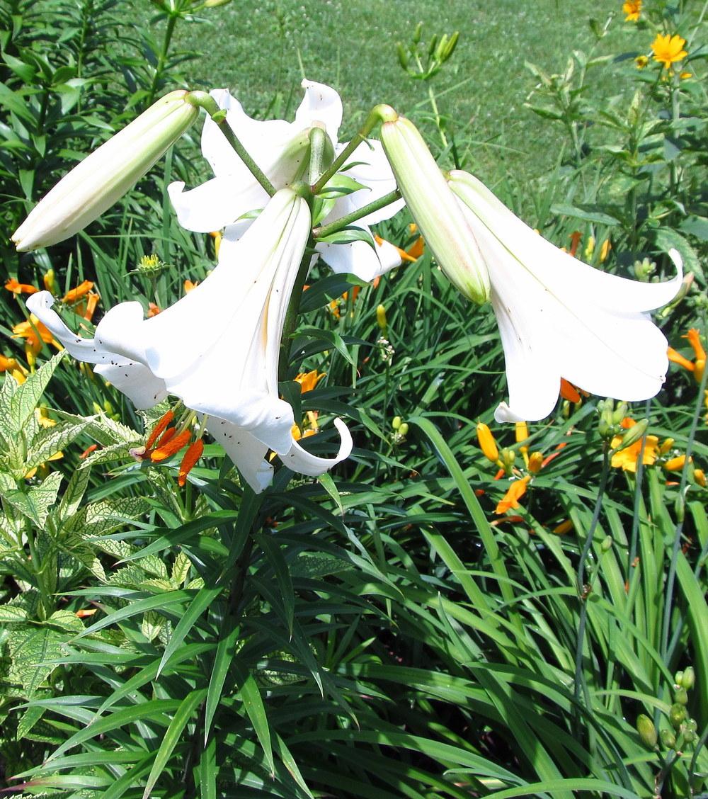 Photo of Lily (Lilium 'Skyline') uploaded by jmorth