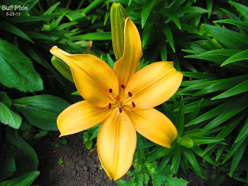 Photo of Lily (Lilium 'Buff Pixie') uploaded by jmorth