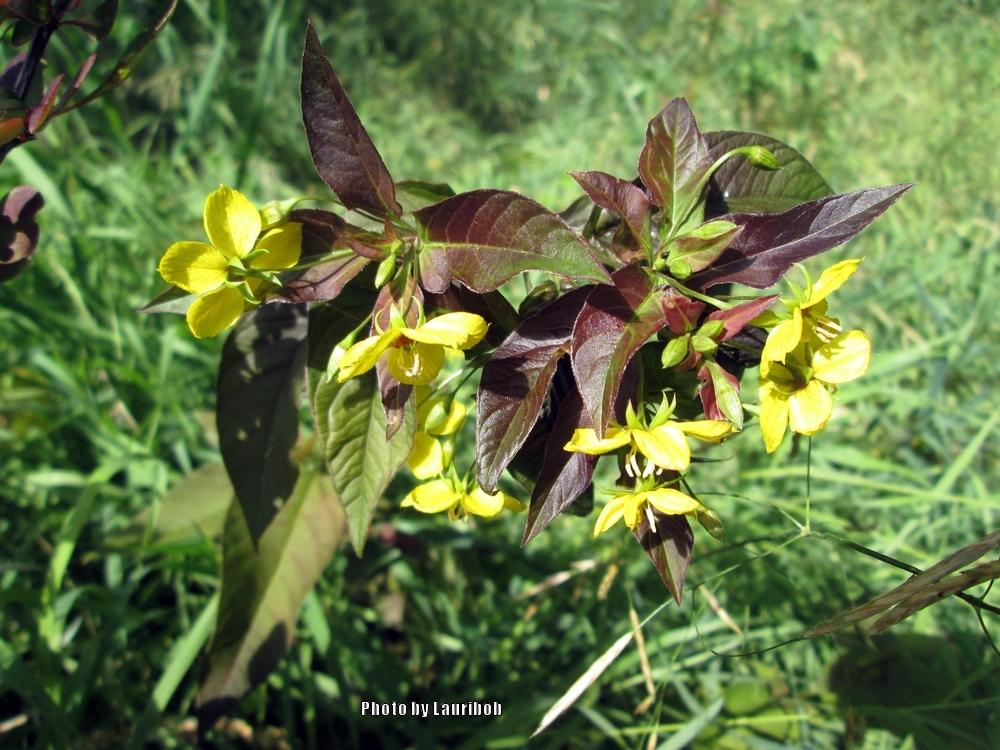 Photo of Fringed Loosestrife (Lysimachia ciliata 'Firecracker') uploaded by lauribob