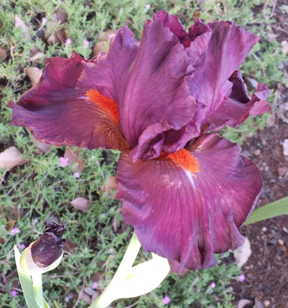 Photo of Tall Bearded Iris (Iris 'Pleasant Surprise') uploaded by mesospunky