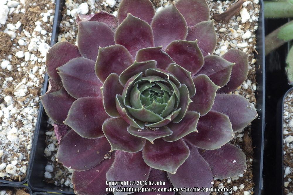Photo of Hen and Chicks (Sempervivum 'Pacific Drama') uploaded by springcolor