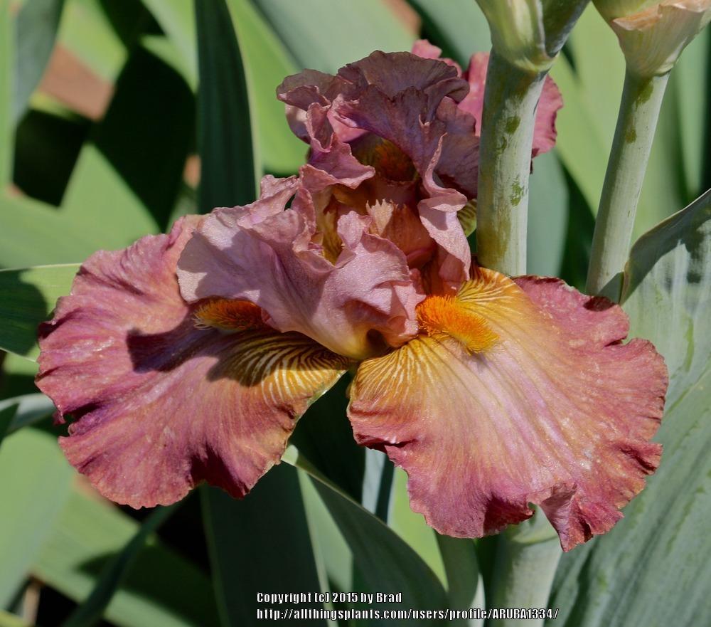 Photo of Tall Bearded Iris (Iris 'Itsa Whatever') uploaded by ARUBA1334
