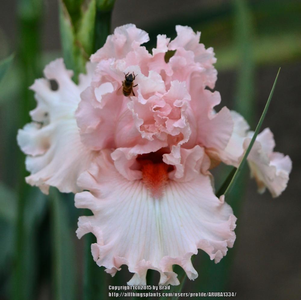 Photo of Tall Bearded Iris (Iris 'Birthday Bash') uploaded by ARUBA1334