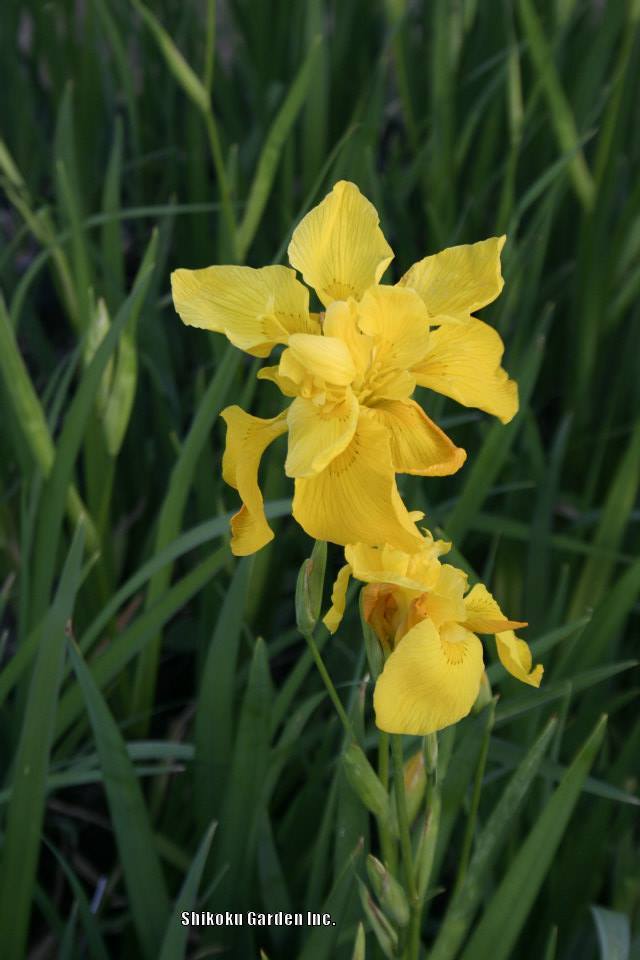 Photo of Yellow Flag (Iris pseudacorus) uploaded by Joy