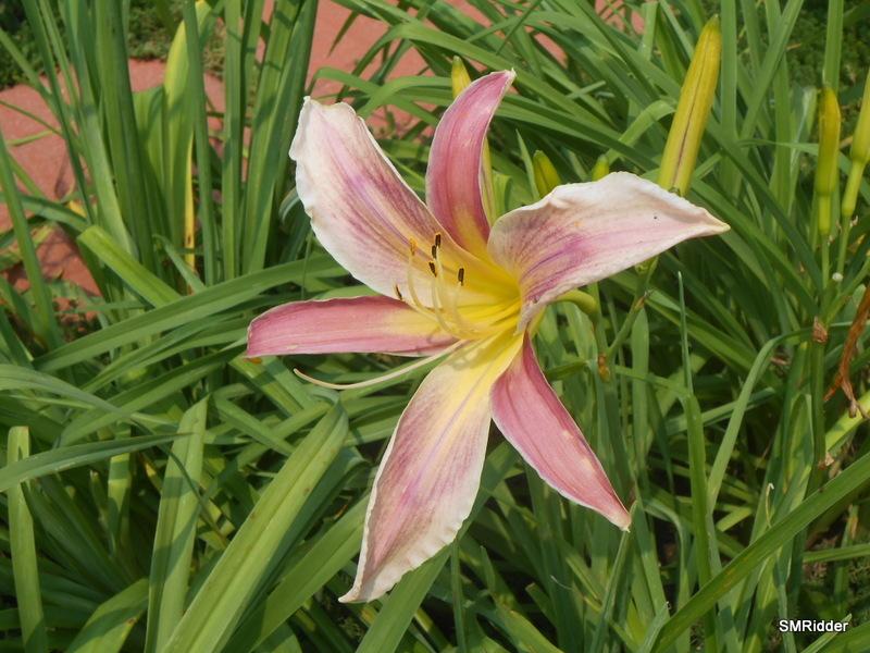 Photo of Daylily (Hemerocallis 'O'Bannon Orchid') uploaded by LilySue
