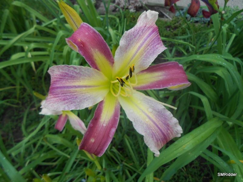 Photo of Daylily (Hemerocallis 'O'Bannon Orchid') uploaded by LilySue