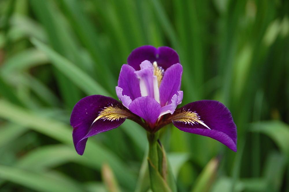 Photo of Species X Iris (Iris x robusta 'Do the Math') uploaded by MBoro