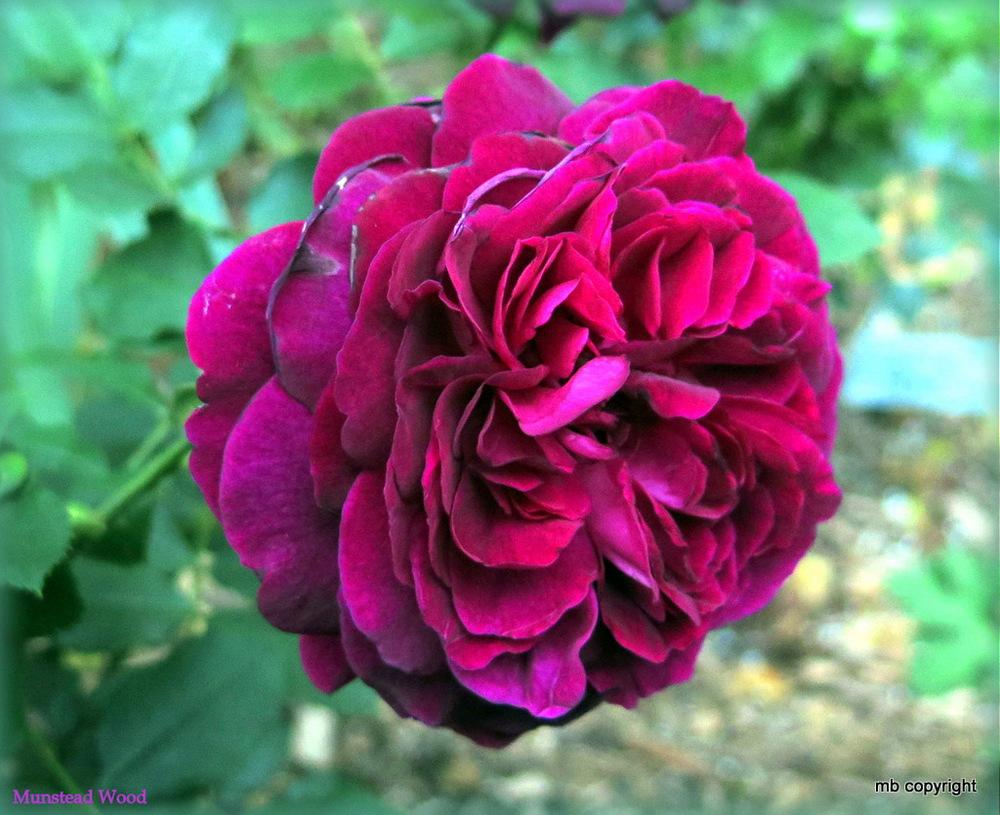 Photo of English Shrub Rose (Rosa 'Munstead Wood') uploaded by MargieNY