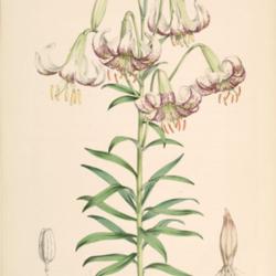 
Lilium polyphyllum A monograph of the genus Lilium; illustrated b