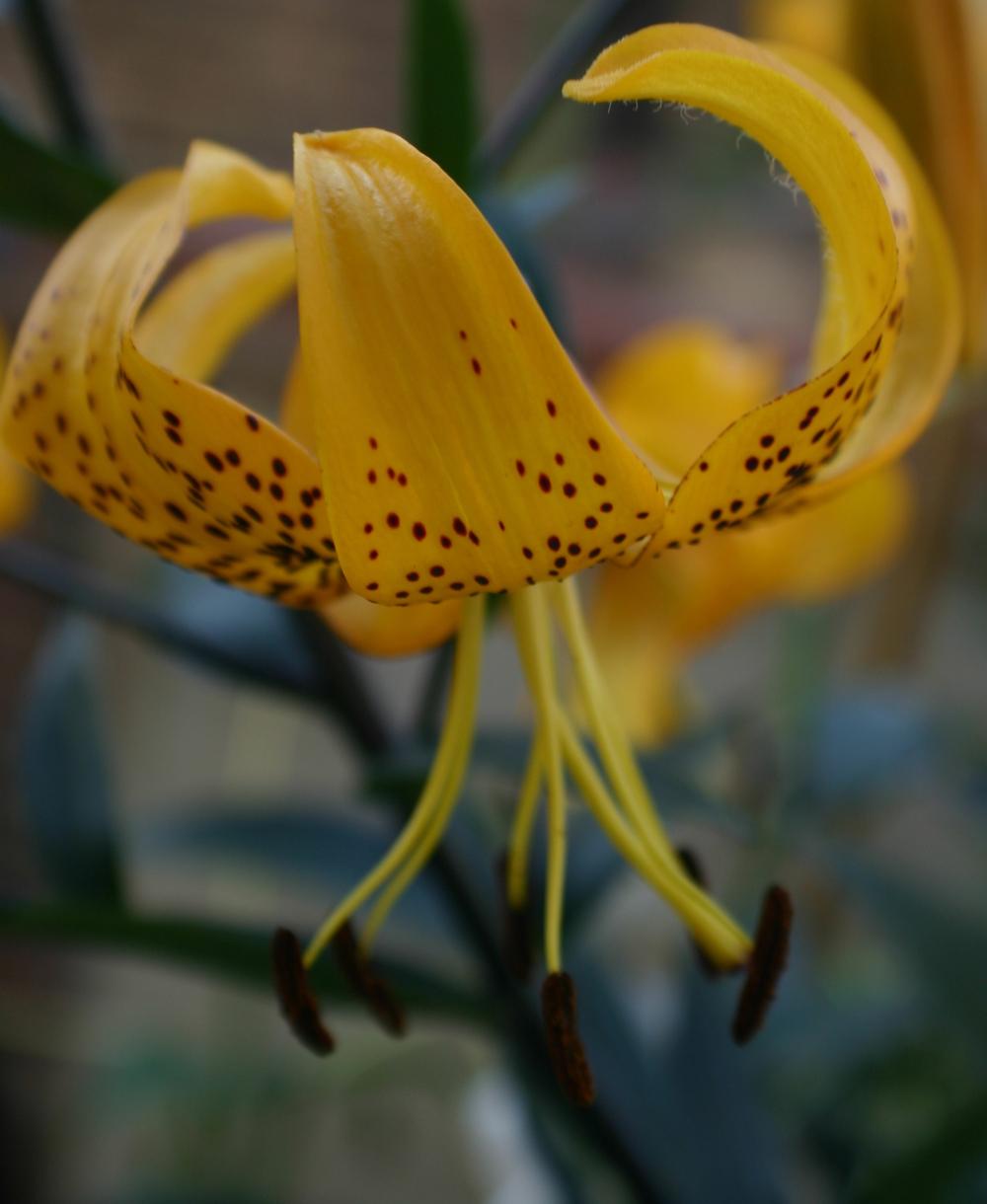 Photo of Lily (Lilium leichtlinii) uploaded by admin