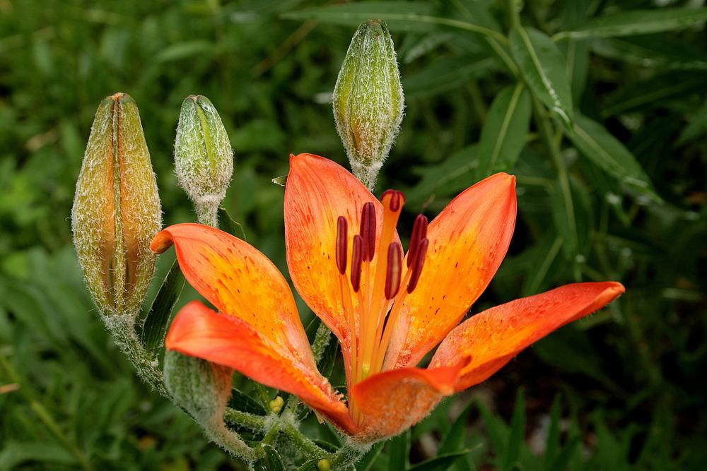 Photo of Lily (Lilium bulbiferum) uploaded by admin