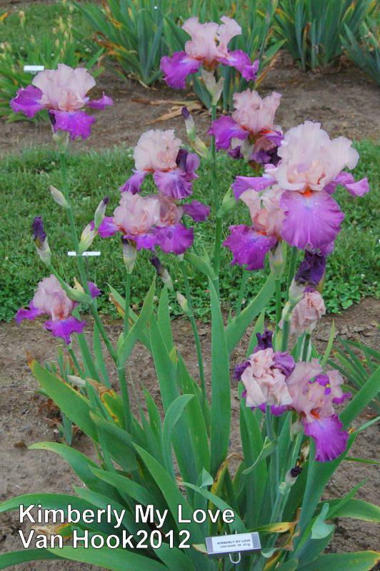 Photo of Tall Bearded Iris (Iris 'Kimberly My Love') uploaded by coboro