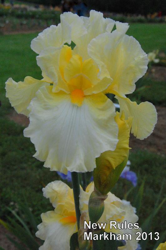 Photo of Tall Bearded Iris (Iris 'New Rules') uploaded by coboro