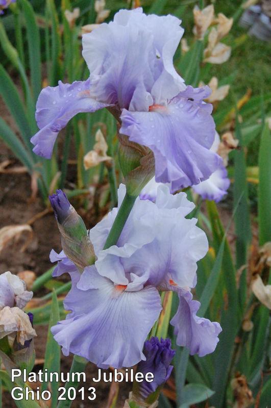 Photo of Tall Bearded Iris (Iris 'Platinum Jubilee') uploaded by coboro