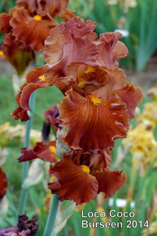 Photo of Tall Bearded Iris (Iris 'Loco Coco') uploaded by coboro